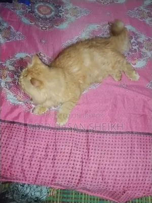 ১+ বছর বয়স্ক মেল পিওরব্রেড পার্সিয়ান
