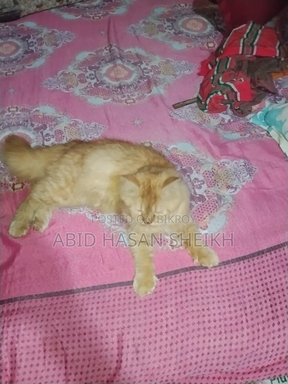 ১+ বছর বয়স্ক মেল পিওরব্রেড পার্সিয়ান
