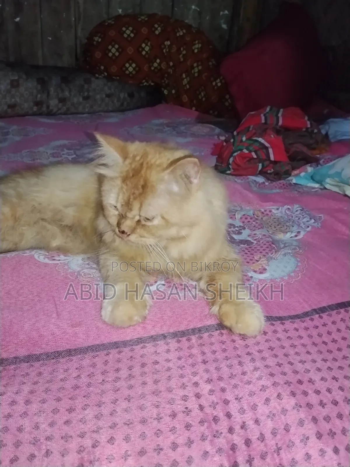 ১+ বছর বয়স্ক মেল পিওরব্রেড পার্সিয়ান