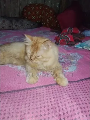 ১+ বছর বয়স্ক মেল পিওরব্রেড পার্সিয়ান