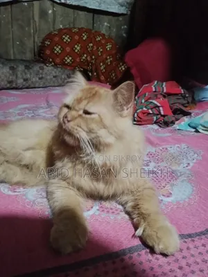 ১+ বছর বয়স্ক মেল পিওরব্রেড পার্সিয়ান