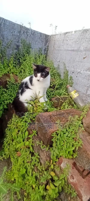 ৩-৬ মাসের ফিমেল মিক্সড ব্রিড পারশিয়ান