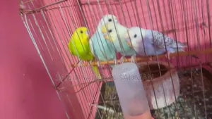 সুন্দর পাখি বিক্রির জন্য