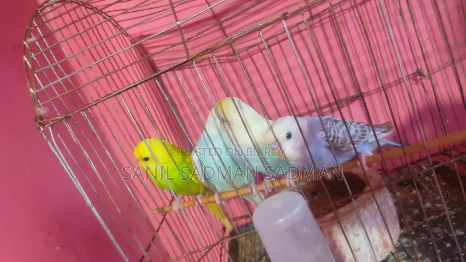 সুন্দর পাখি বিক্রির জন্য