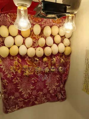 ইউরোপীয়ান হোয়াইট জায়ান্ট কটনিক্স এর বাচ্চা বীজ ডিম।
