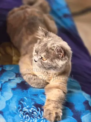 ৬-১২ মাস বয়সী খাঁটি জাতের পার্সিয়ান মাদী