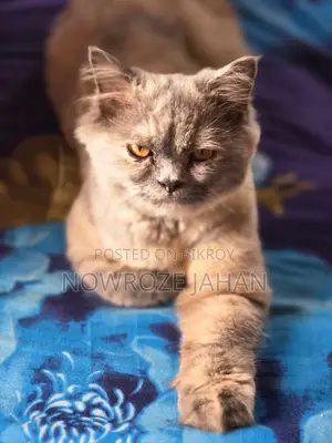 ৬-১২ মাস বয়সী খাঁটি জাতের পার্সিয়ান মাদী