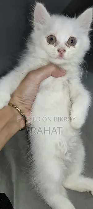১-৩ মাস বয়সী খাঁটি পার্সিয়ান মাদি বিড়ালছানা