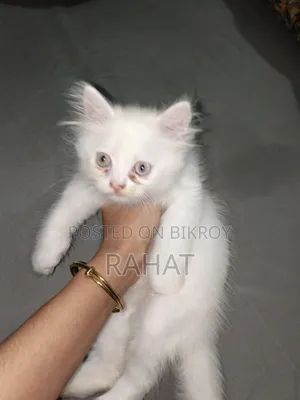 ১-৩ মাস বয়সী খাঁটি পার্সিয়ান মাদি বিড়ালছানা