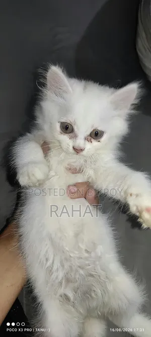 ১-৩ মাস বয়সী খাঁটি পার্সিয়ান মাদি বিড়ালছানা