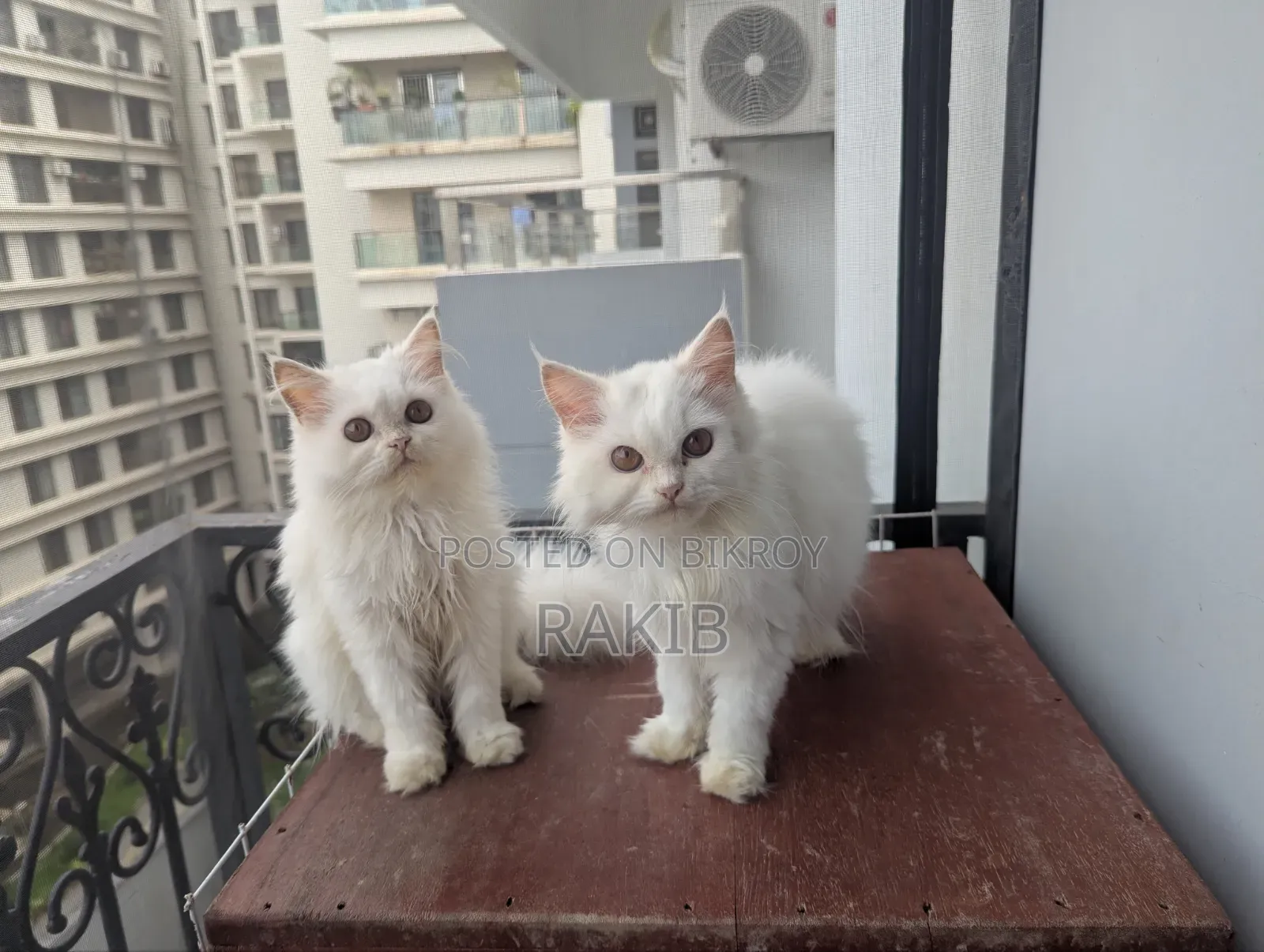 3-6 Months Male Purebred Persian
