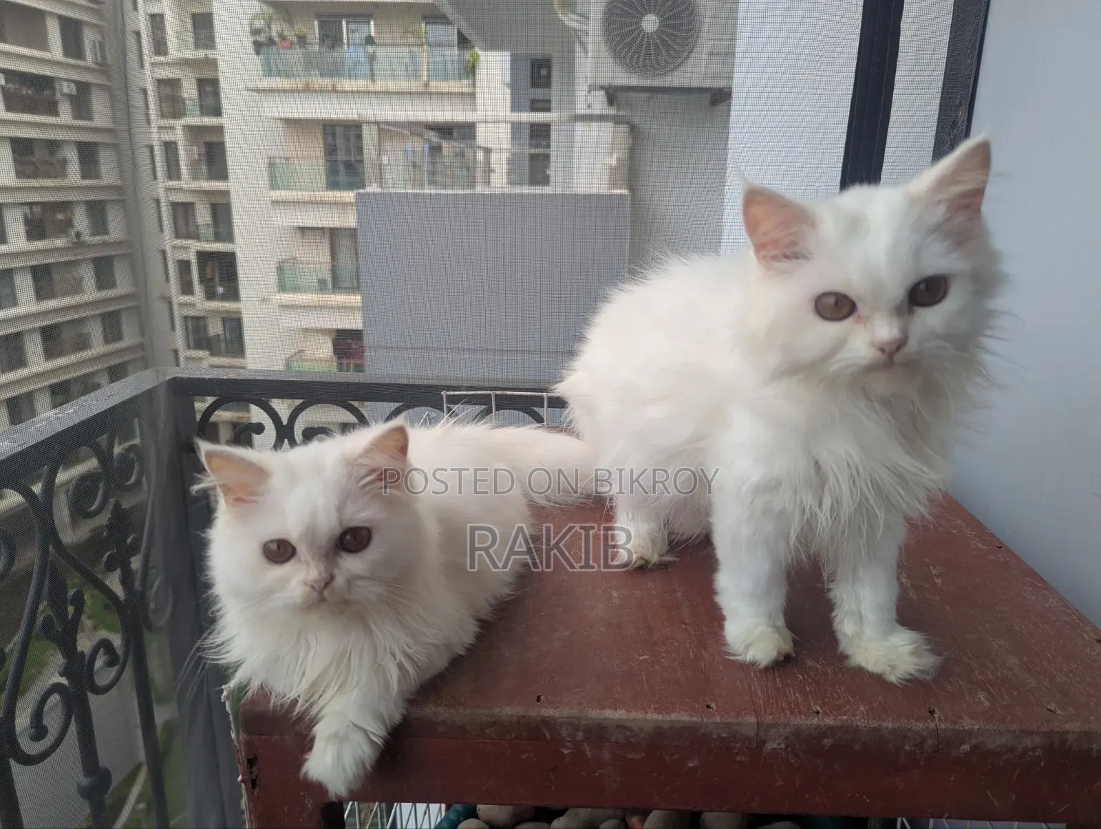 3-6 Months Male Purebred Persian