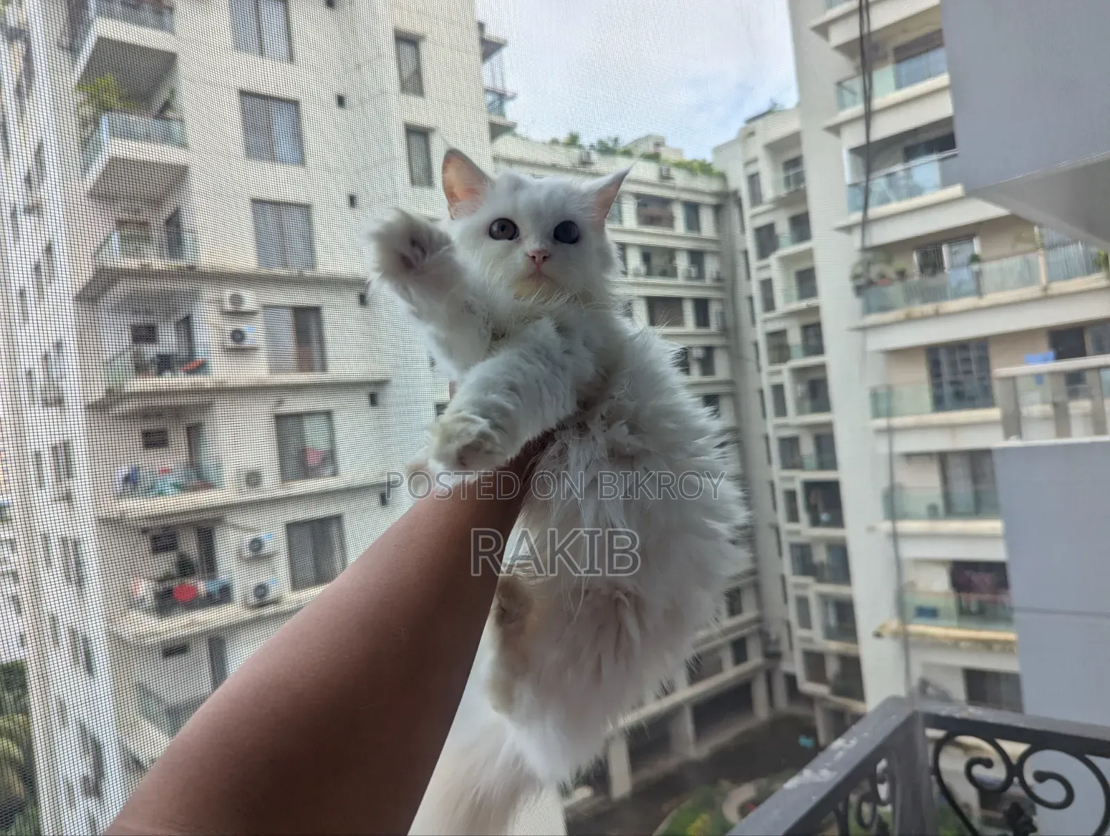 3-6 Months Male Purebred Persian