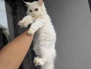 3-6 Months Male Purebred Persian