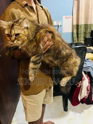 ৬-১২ মাসের ফিমেল পিওরব্রেড পার্সিয়ান
