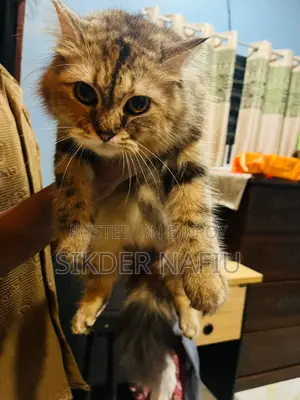 ৬-১২ মাসের ফিমেল পিওরব্রেড পার্সিয়ান
