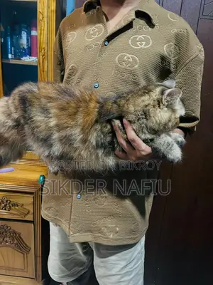 ৬-১২ মাসের ফিমেল পিওরব্রেড পার্সিয়ান