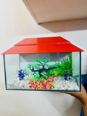 নতুন অ্যাকুরিয়াম