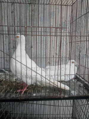 ঘুঘু রানিং জোড়া