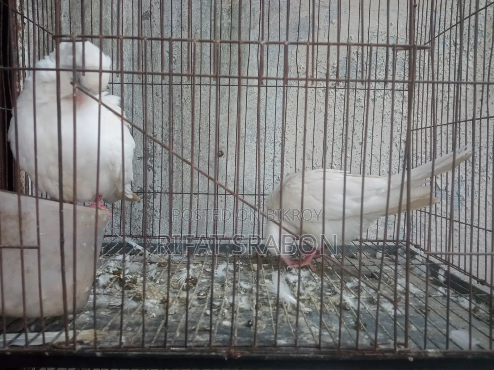 Pigeon Running Pair