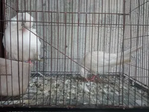Pigeon Running Pair