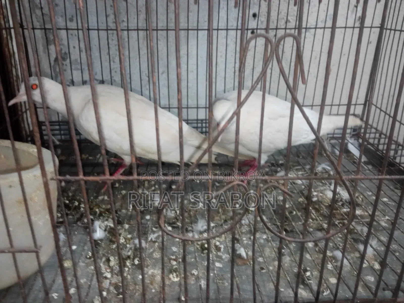 Pigeon Running Pair