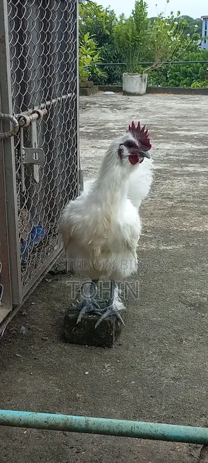 সিল্কি মুরগী নর