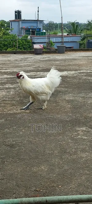 সিল্কি মুরগী নর