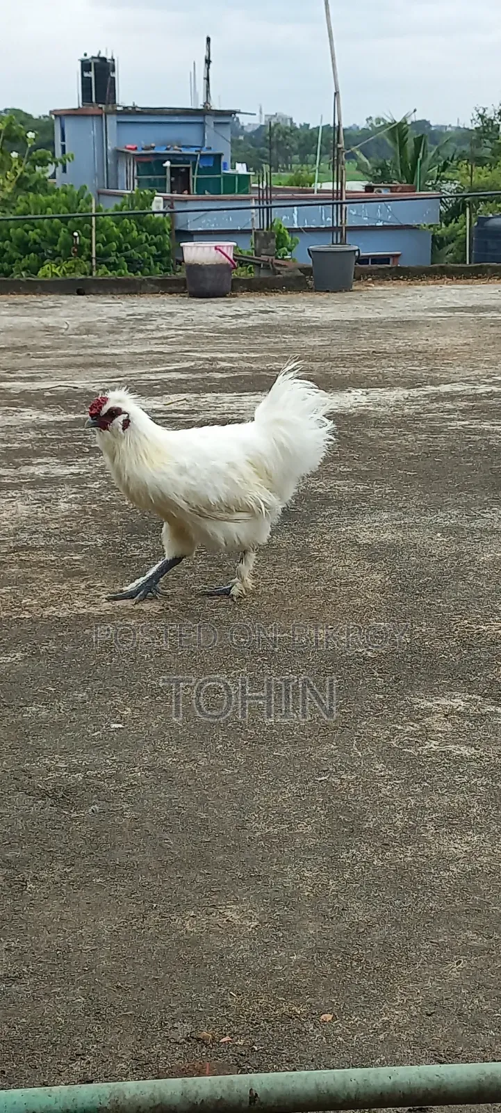 সিল্কি মুরগী নর