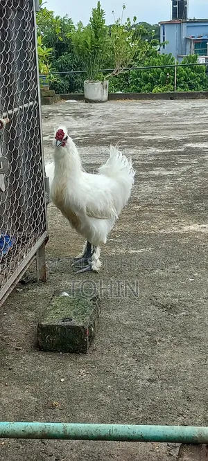 সিল্কি মুরগী নর