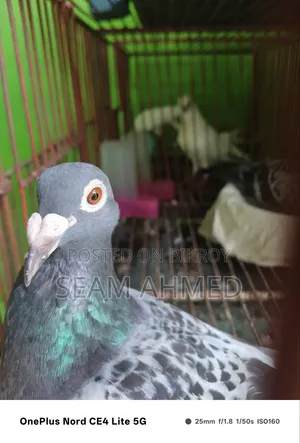 Original Racer Pigeon BRPCF and ARPCD Club