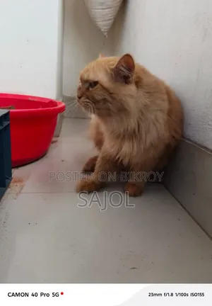 ১+ বছরের পুরুষ খাঁটি জাতের বিড়াল