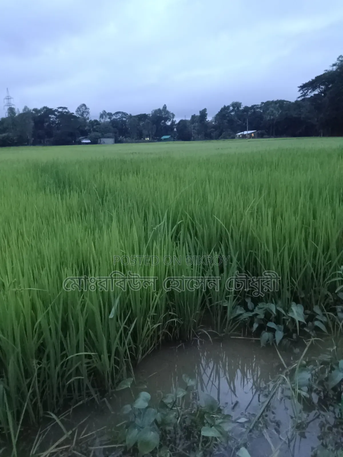 ধান চারা, পাইজাম, ১১ ধানের ৩ রোল জালা আছে
