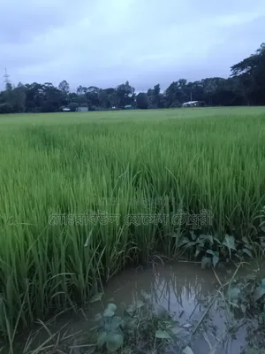 ধান চারা, পাইজাম, ১১ ধানের ৩ রোল জালা আছে