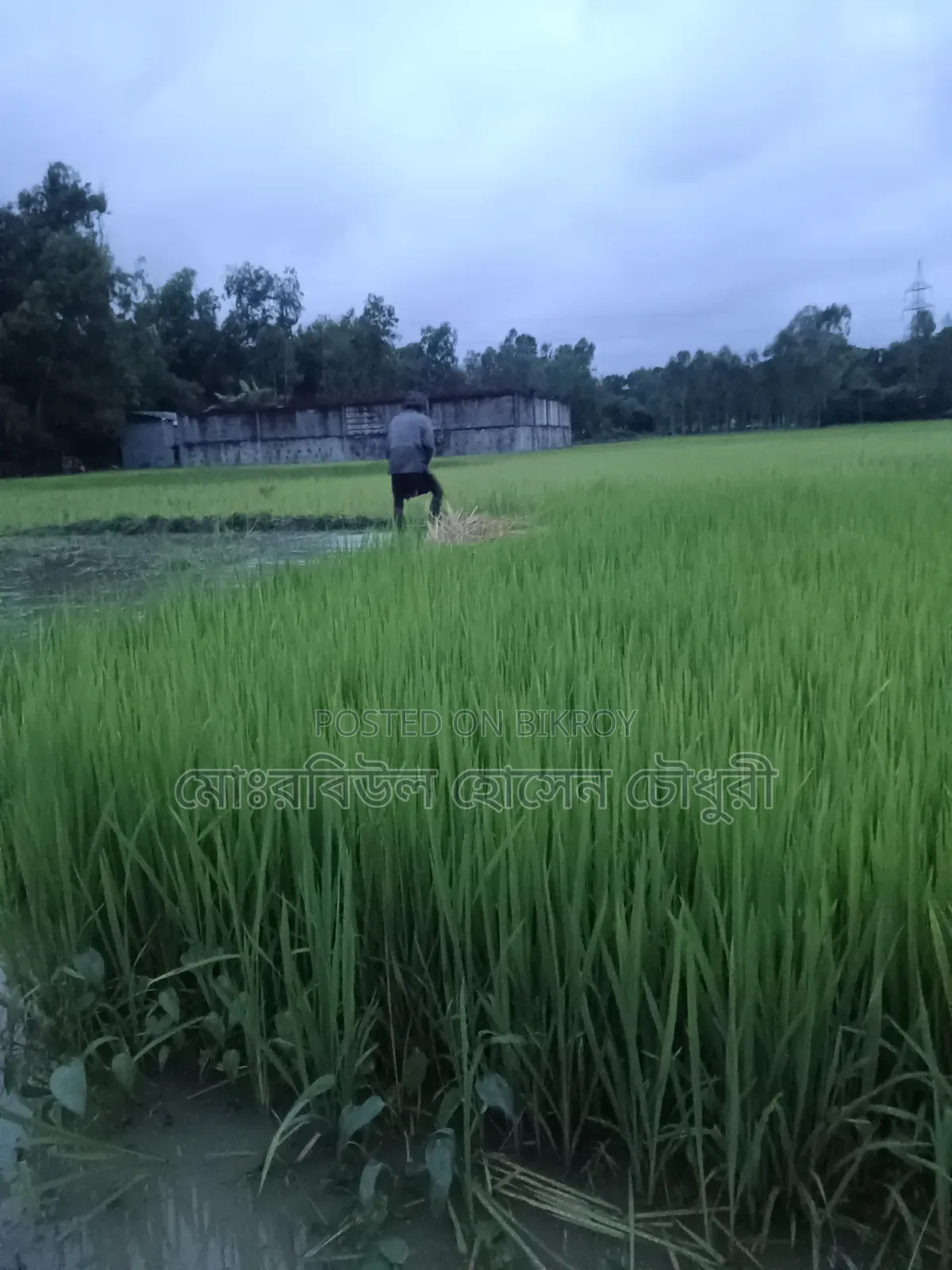 ধান চারা, পাইজাম, ১১ ধানের ৩ রোল জালা আছে