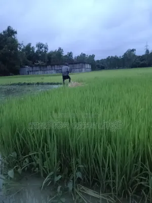 ধান চারা, পাইজাম, ১১ ধানের ৩ রোল জালা আছে