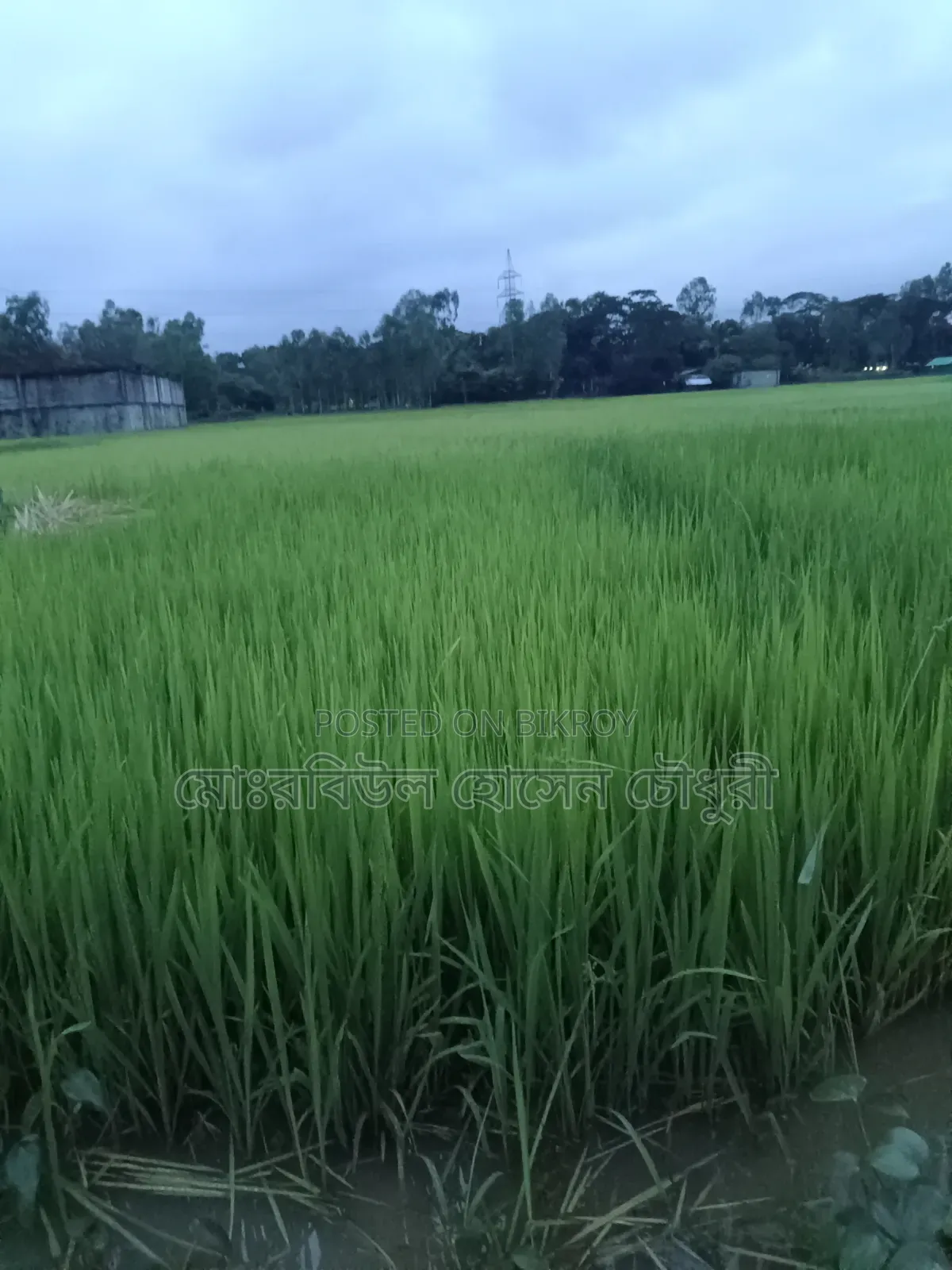 ধান চারা, পাইজাম, ১১ ধানের ৩ রোল জালা আছে