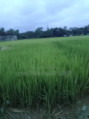 ধান চারা, পাইজাম, ১১ ধানের ৩ রোল জালা আছে