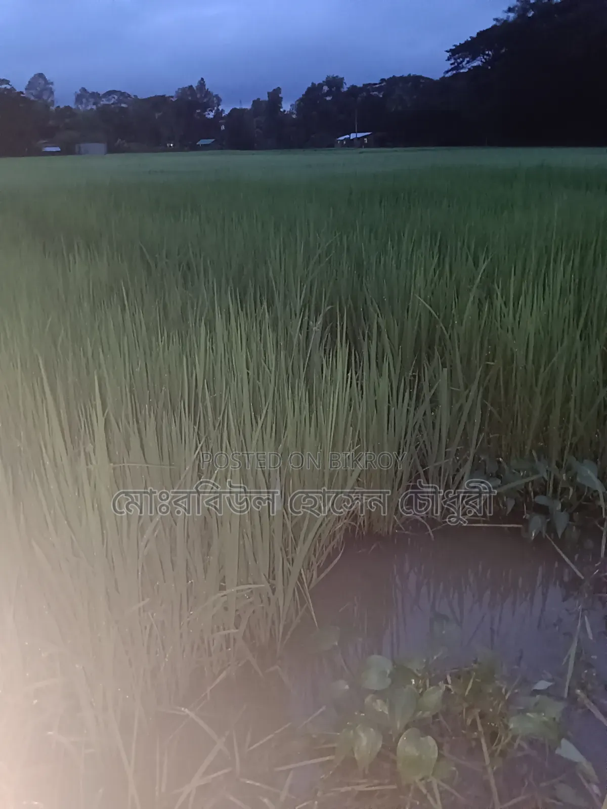 ধান চারা, পাইজাম, ১১ ধানের ৩ রোল জালা আছে