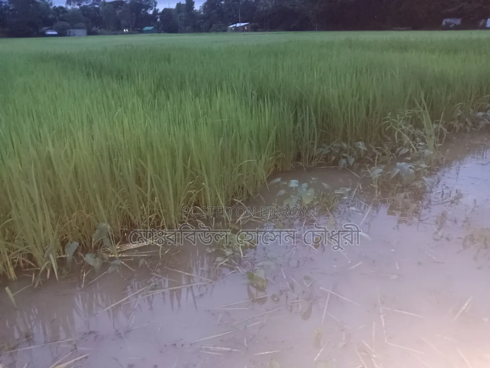 ধান চারা, পাইজাম, ১১ ধানের ৩ রোল জালা আছে