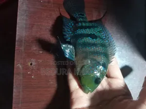 Green Texas Cichlid