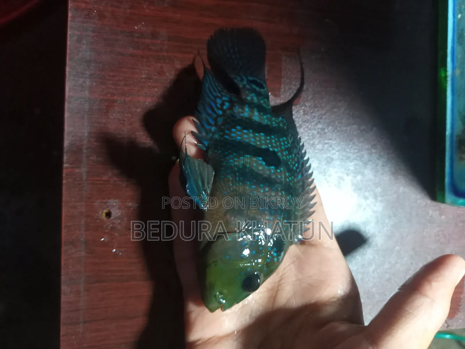 Green Texas Cichlid