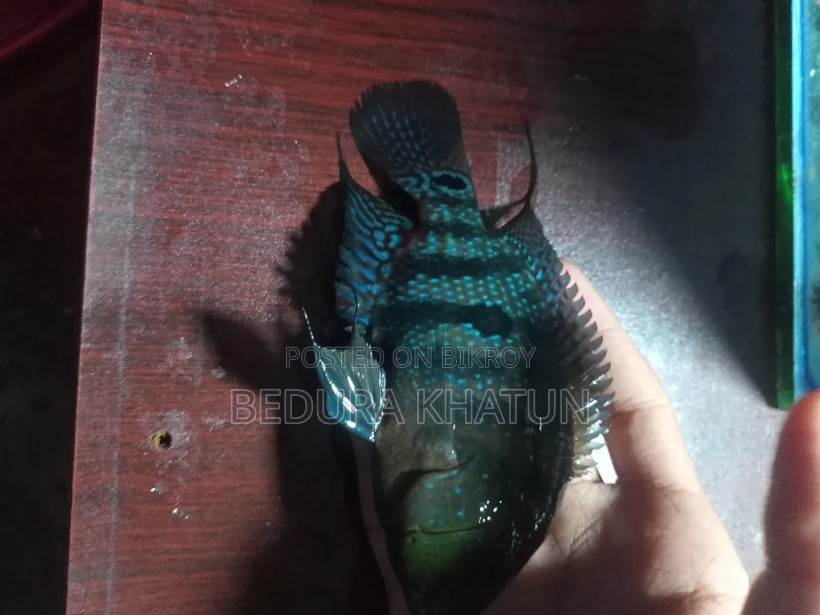 Green Texas Cichlid
