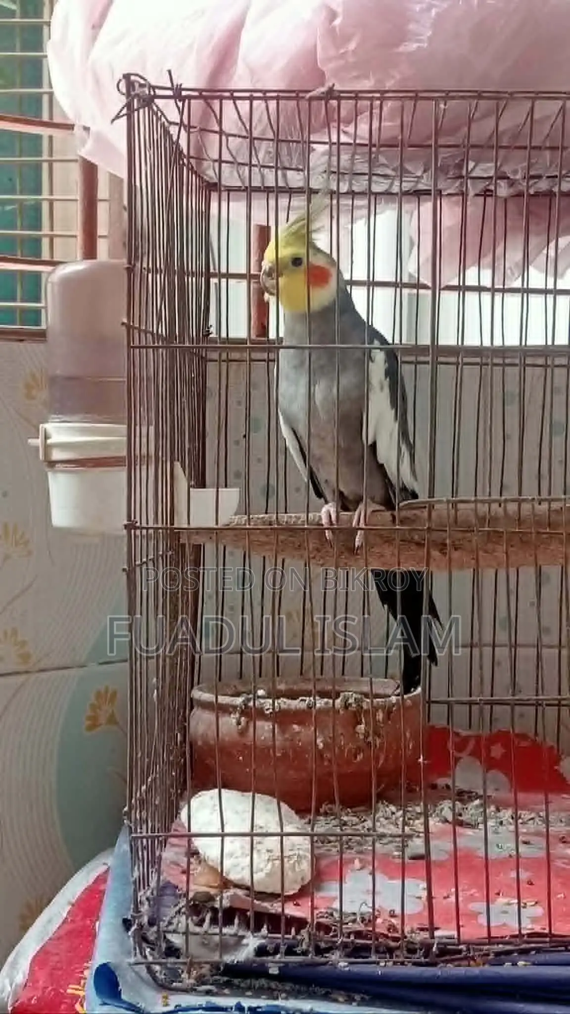 Cockatiel Male (3 Years)