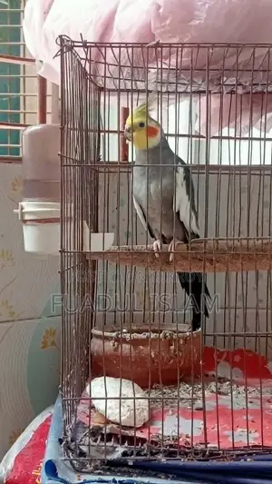 Cockatiel Male (3 Years)