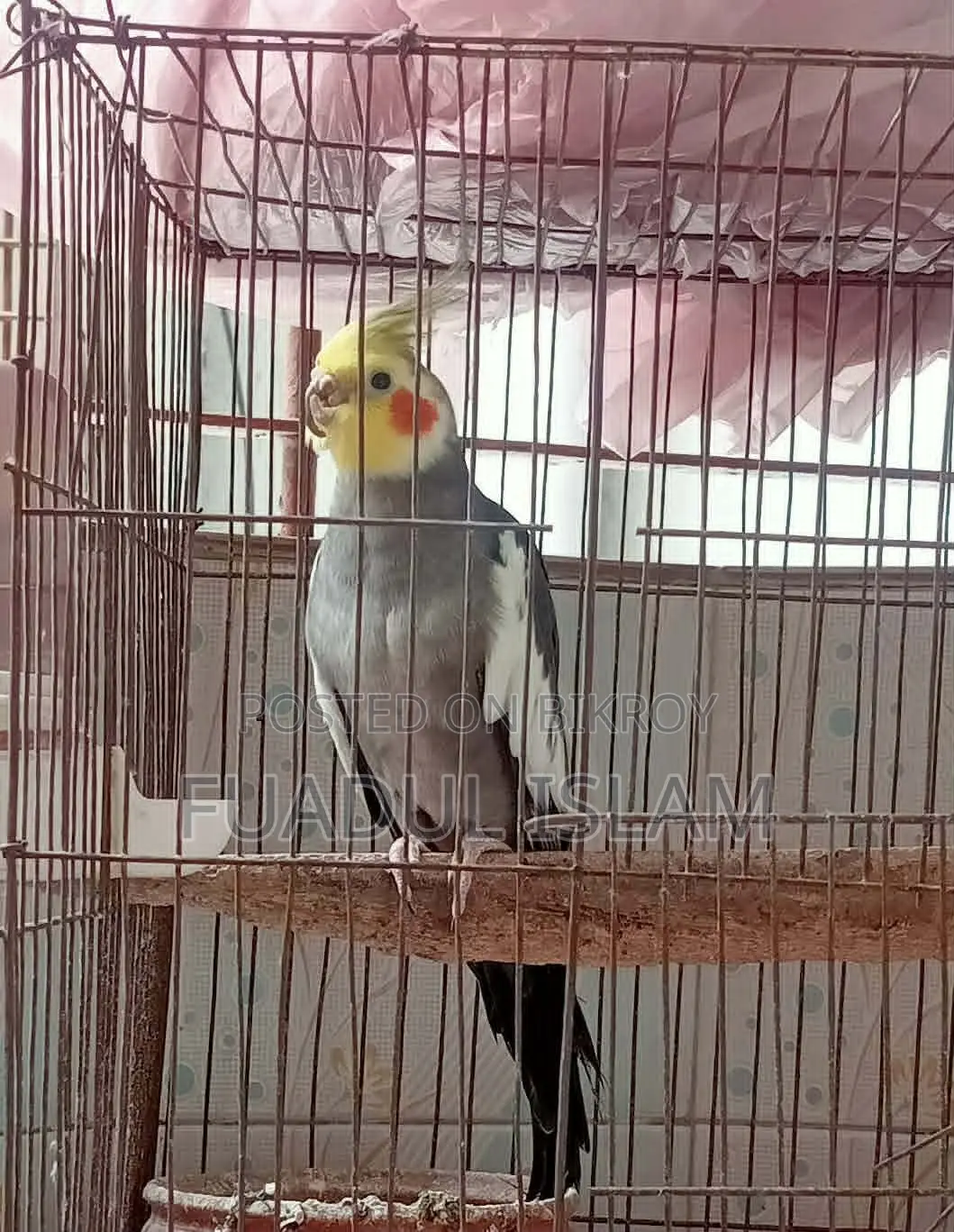 Cockatiel Male (3 Years)