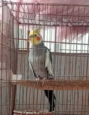 Cockatiel Male (3 Years)