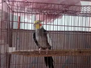 Cockatiel Male (3 Years)