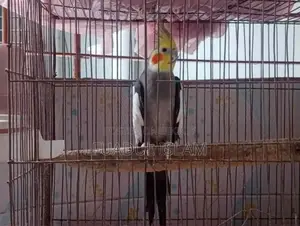 Cockatiel Male (3 Years)