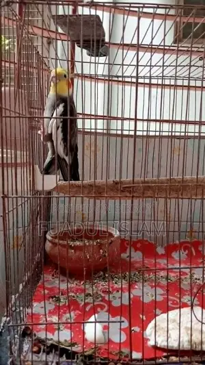 Cockatiel Male (3 Years)
